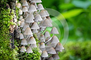 Small mushrooms Coprinellus disseminatus in green moss
