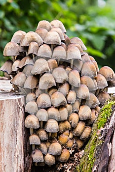 Small Mushrooms of Different Colours on Mossy Tree Stump