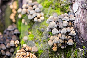 Small Mushrooms of Different Colours on Mossy Tree Stump