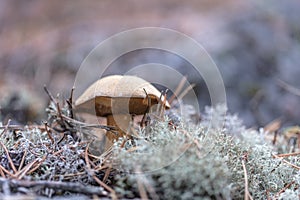 Small mushrooms, edible brown mushrooms in lichen, deer moss. photo