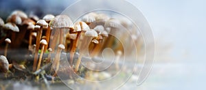 Small mushrooms in the forest with autumn fog, panorama format w