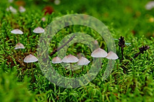 Small mushrooms on green moss