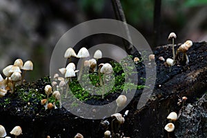 Small mushrooms