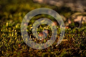 Small mushrooms grow among the moss, a fabulous view