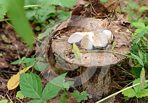 Small mushrooms growing on the pileus