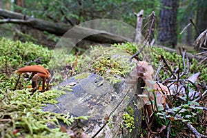 Small mushrooms growing on a stump