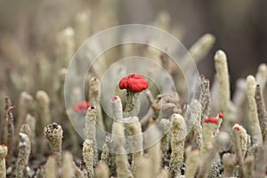 Small mushrooms that look like moss.