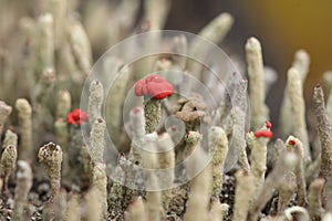 Small mushrooms that look like moss.