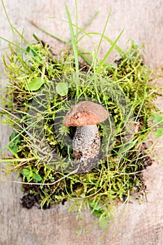 Small mushrooms lying on a table