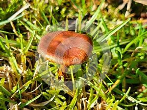 small mushrooms macro