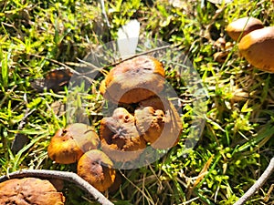 small mushrooms macro