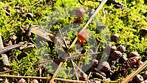 small mushrooms macro