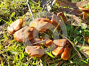 small mushrooms macro photo
