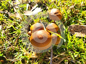 small mushrooms macro photo