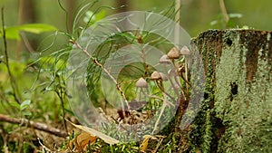 Small mushrooms mitseny on fallen trees