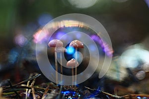 Small mushrooms mold