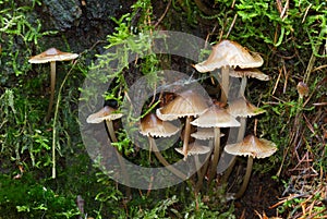 Small mushrooms and moss on bark