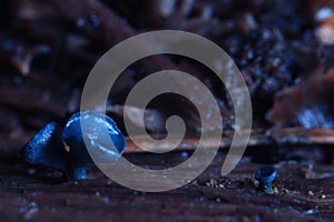 Small mushrooms moss