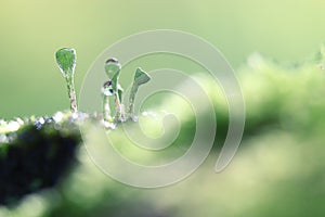 Small mushrooms moss