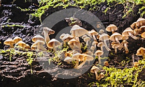Small mushrooms in rain forest.