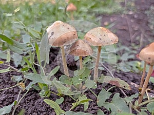 Small mushrooms after the rain. Grass.