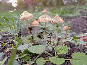 Small mushrooms after the rain. Grass.