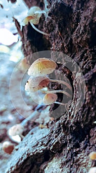small mushrooms when the rainy season arrives