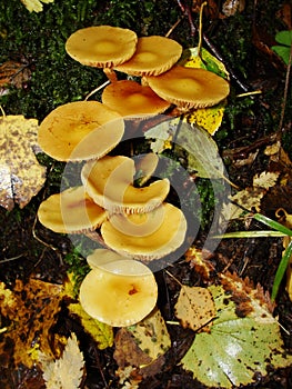 Small mushrooms, Sulphur tuft, latin name is Hypholoma fasciculare. Autumn in wood. A still-life.