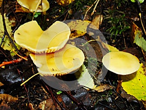 Small mushrooms, Sulphur tuft, latin name is Hypholoma fasciculare. Autumn in wood. A still-life.