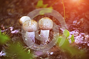 Small mushrooms in the sunlight in the forest thicket. Selective focus