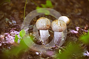 Small mushrooms in the sunlight in the forest thicket. Selective focus