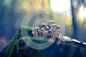 Small mushrooms toadstools