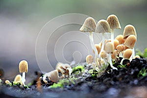 Small mushrooms toadstools deadly dangerous