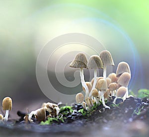 Small mushrooms toadstools deadly dangerous