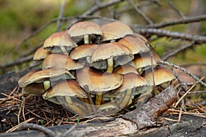 Small mushrooms toadstools photo