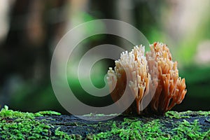 Small mushrooms toadstools