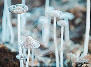 Small mushrooms toadstools