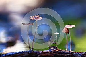 Small mushrooms