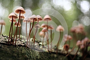 Small mushrooms toadstools piosonous tiny