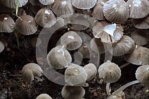 Small mushrooms toadstools. Psilocybin mushrooms. Selective focus