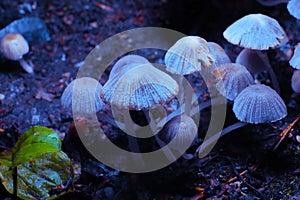 Small mushrooms toadstools. Psilocybin mushrooms under ultraviolet light. Selective focus