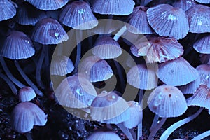 Small mushrooms toadstools. Psilocybin mushrooms under ultraviolet light. Selective focus