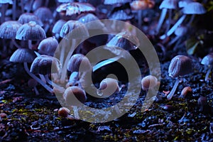 Small mushrooms toadstools. Psilocybin mushrooms under ultraviolet light. Selective focus