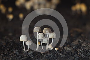 Small mushrooms toadstools. Selective focus