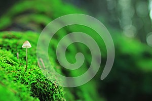 Small mushrooms toadstools