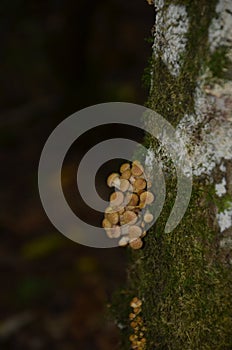 Small mushrooms on the tree is good symbiose of nature