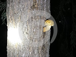 Small mushrooms on the trunk