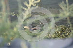 Small muskrat swimming in scummy pond water through a bush