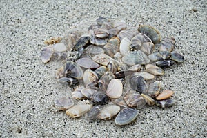 Small mussels are sea animals with shells on the beach sand