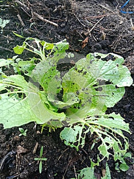 a small mustard greens whose leaves have been eaten by snails or slugs